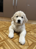 Photo №1. golden retriever - for sale in the city of Kharkov | 530$ | Announcement № 84054