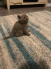 Photo №2 to announcement № 77789 for the sale of british shorthair - buy in Germany private announcement, from nursery