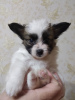 Photo №2 to announcement № 67908 for the sale of papillon dog - buy in Ukraine breeder