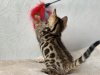 Photo №1. bengal cat - for sale in the city of Birmingham | negotiated | Announcement № 96867