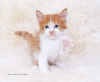 Photo №4. I will sell maine coon in the city of Kazan. from nursery - price - negotiated
