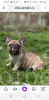 Additional photos: french bulldog puppies