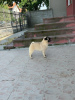 Photo №2 to announcement № 70656 for the sale of pug - buy in Serbia breeder