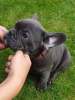 Photo №1. french bulldog - for sale in the city of Дортмунд | negotiated | Announcement № 127209