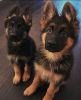 Photo №1. german shepherd - for sale in the city of Berlin | negotiated | Announcement № 123949