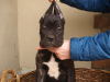 Photo №4. I will sell non-pedigree dogs in the city of Zrenjanin. private announcement - price - 106$