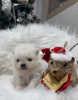 Additional photos: Super tiny snowballs Pomeranians