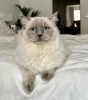 Photo №3. Ragdoll cat. Germany