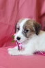 Photo №3. Puppies For show and love. Russian Federation