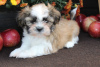 Photo №2 to announcement № 9220 for the sale of non-pedigree dogs - buy in United States 