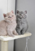 Photo №1. british shorthair - for sale in the city of Komotini | Is free | Announcement № 126141