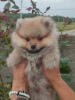 Photo №1. pomeranian - for sale in the city of Loznica | negotiated | Announcement № 60942