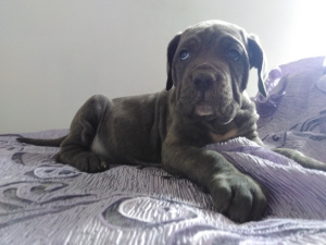 Photo №2 to announcement № 6432 for the sale of cane corso - buy in Russian Federation breeder
