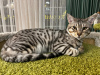Additional photos: Kittens of the Savannah F5 SBT breed