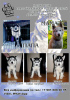 Photo №2 to announcement № 47053 for the sale of siberian husky - buy in Russian Federation private announcement