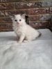 Photo №1. ragdoll - for sale in the city of Сквира | negotiated | Announcement № 31709