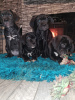 Photo №1. cane corso - for sale in the city of Амстердам | 740$ | Announcement № 87923