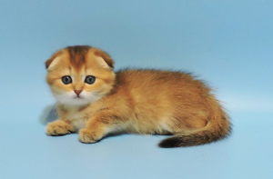 Photo №2 to announcement № 3540 for the sale of scottish fold - buy in Ukraine breeder