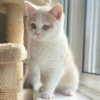 Photo №3. Affectionate British Shorthair Kittens Waiting For A Lovely Home. Estonia