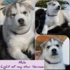 Photo №1. siberian husky - for sale in the city of Murmansk | negotiated | Announcement № 10423