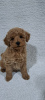 Photo №1. poodle (toy) - for sale in the city of Kragujevac | negotiated | Announcement № 54821