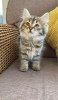 Photo №4. I will sell siberian cat in the city of Garmisch-Partenkirchen.  - price - 475$