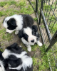 Photo №1. border collie - for sale in the city of Bern | negotiated | Announcement № 120108