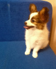 Additional photos: papillon boy