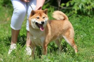 Photo №1. shiba inu - for sale in the city of Саратов | 1670$ | Announcement № 4727