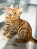 Photo №2 to announcement № 11236 for the sale of bengal cat - buy in Belarus private announcement