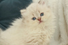 Photo №3. Kitten for sale. Ukraine