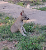 Photo №4. I will sell czechoslovakian wolfdog in the city of Панчево. breeder - price - negotiated