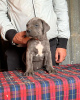 Photo №4. I will sell cane corso in the city of San Antonio. breeder - price - 1500$