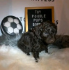 Photo №1. non-pedigree dogs - for sale in the city of Paris | negotiated | Announcement № 126851