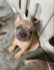 Additional photos: French bulldog puppies for sale