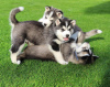 Photo №1. west siberian laika - for sale in the city of Лидс | 591$ | Announcement № 12642