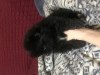 Photo №4. I will sell german spitz in the city of Novorossiysk. private announcement - price - negotiated