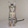 Photo №4. I will sell savannah cat in the city of Berlin.  - price - 158$