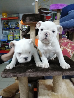 Photo №3. English bulldog babies ready to move to new home. Belarus