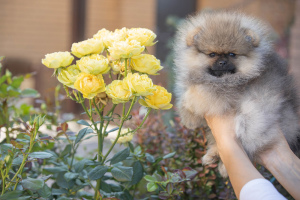 Photo №2 to announcement № 3193 for the sale of pomeranian - buy in Russian Federation from nursery, breeder