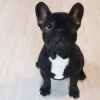 Additional photos: french bulldog