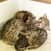 Photo №2 to announcement № 99648 for the sale of savannah cat - buy in Belgium private announcement, from nursery, from the shelter