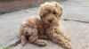 Photo №1. poodle (toy) - for sale in the city of Texas City | 400$ | Announcement № 67910