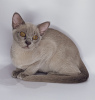 Photo №4. I will sell burmese cat in the city of Krasnodar. from nursery, breeder - price - negotiated