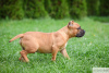 Photo №2 to announcement № 11919 for the sale of american bully - buy in Russian Federation from nursery