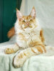 Photo №1. maine coon - for sale in the city of St. Petersburg | 586$ | Announcement № 102214