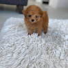 Photo №1. poodle (toy) - for sale in the city of Munich | 700$ | Announcement № 108812