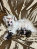 Photo №1. chinese crested dog - for sale in the city of Košice | negotiated | Announcement № 126559