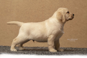 Photo №2 to announcement № 1003 for the sale of labrador retriever - buy in Lithuania private announcement, from nursery, breeder