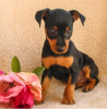 Photo №1. miniature pinscher - for sale in the city of Warsaw | negotiated | Announcement № 39548